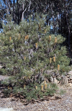 APII jpeg image of Banksia spinulosa  © contact APII