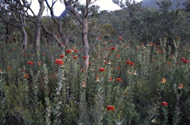 APII jpeg image of Banksia coccinea  © contact APII