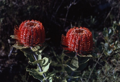 APII jpeg image of Banksia coccinea  © contact APII