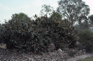 APII jpeg image of Banksia robur  © contact APII