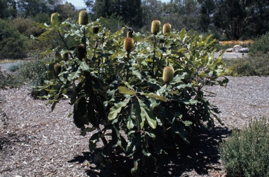 APII jpeg image of Banksia robur  © contact APII