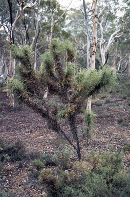 APII jpeg image of Banksia nobilis  © contact APII