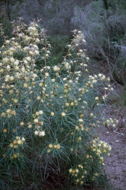 APII jpeg image of Banksia polycephala  © contact APII