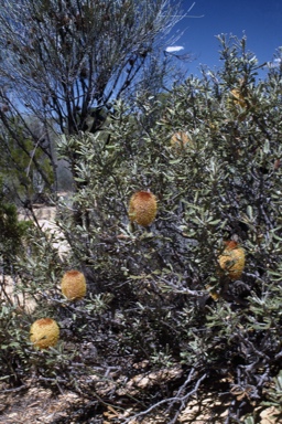 APII jpeg image of Banksia audax  © contact APII