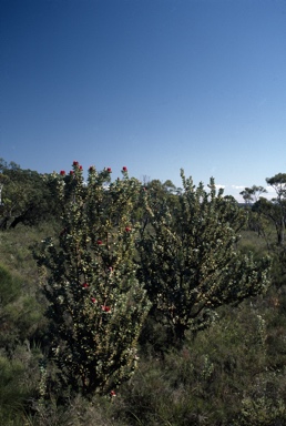 APII jpeg image of Banksia coccinea  © contact APII
