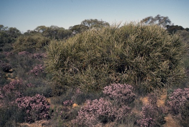 APII jpeg image of Banksia elderiana  © contact APII