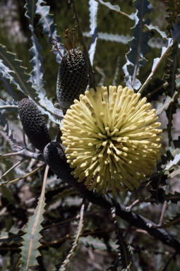 APII jpeg image of Banksia elegans  © contact APII