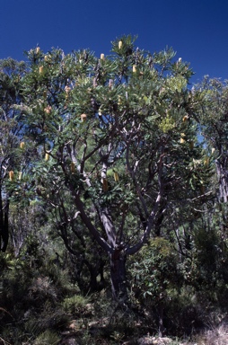 APII jpeg image of Banksia grandis  © contact APII