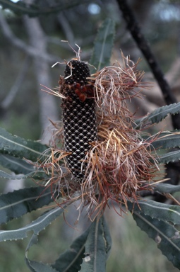 APII jpeg image of Banksia menziesii  © contact APII