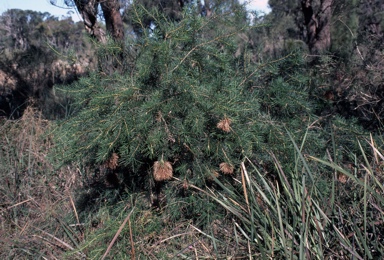APII jpeg image of Banksia nutans var. cernuella  © contact APII