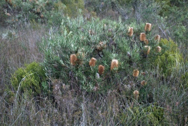 APII jpeg image of Banksia occidentalis  © contact APII