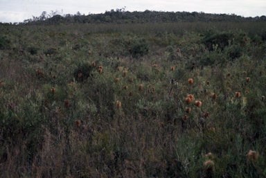 APII jpeg image of Banksia occidentalis  © contact APII