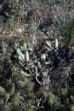 APII jpeg image of Banksia solandri  © contact APII