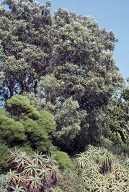 APII jpeg image of Banksia spp.,<br/>Banksia formosa  © contact APII