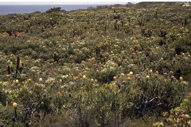 APII jpeg image of Banksia baxteri,<br/>Banksia speciosa,<br/>Hakea victoria  © contact APII