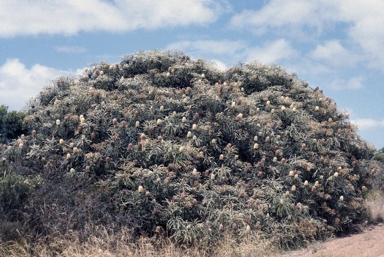 APII jpeg image of Banksia speciosa  © contact APII