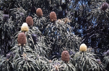 APII jpeg image of Banksia speciosa  © contact APII