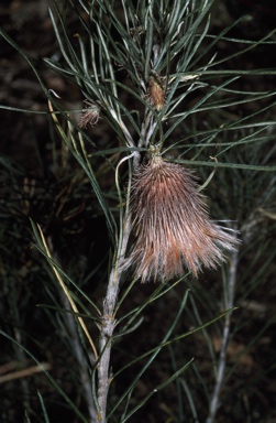 APII jpeg image of Banksia splendida  © contact APII