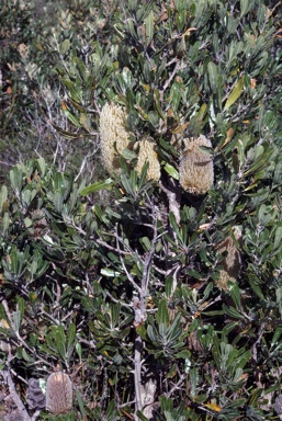 APII jpeg image of Banksia serrata  © contact APII