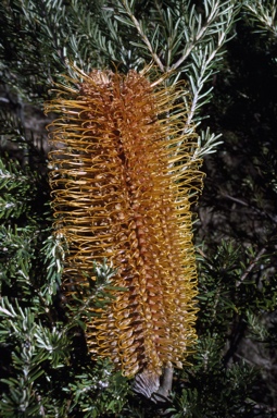 APII jpeg image of Banksia ericifolia  © contact APII