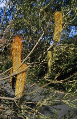 APII jpeg image of Banksia ericifolia  © contact APII