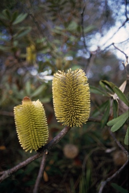 APII jpeg image of Banksia oblongifolia  © contact APII