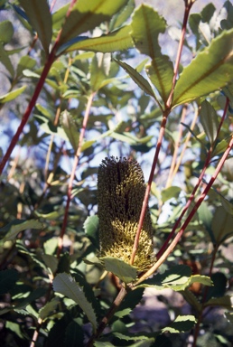 APII jpeg image of Banksia paludosa  © contact APII