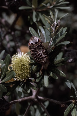 APII jpeg image of Banksia integrifolia  © contact APII