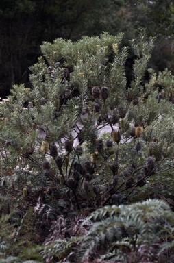 APII jpeg image of Banksia marginata  © contact APII