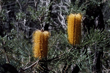 APII jpeg image of Banksia spinulosa  © contact APII