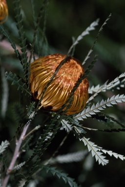 APII jpeg image of Banksia formosa  © contact APII