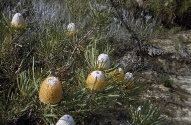 APII jpeg image of Banksia prionotes  © contact APII