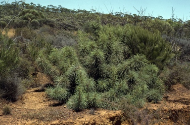 APII jpeg image of Banksia bella  © contact APII