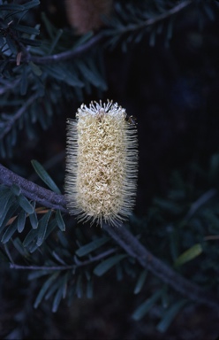 APII jpeg image of Banksia marginata  © contact APII