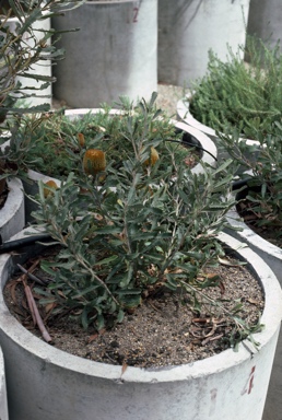 APII jpeg image of Banksia audax  © contact APII