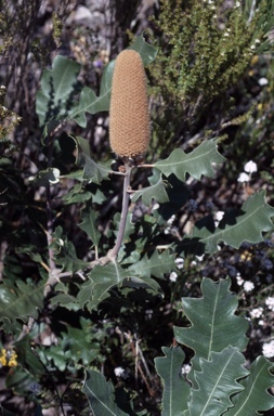 APII jpeg image of Banksia solandri  © contact APII
