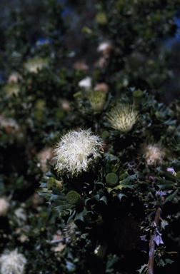 APII jpeg image of Banksia sessilis  © contact APII