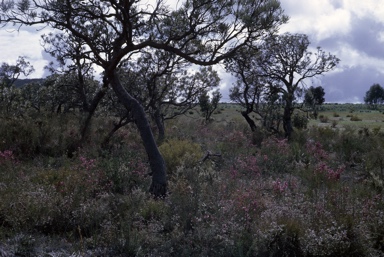 APII jpeg image of Banksia attenuata,<br/>Gompholobium scabrum  © contact APII