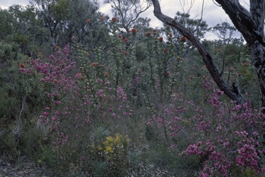 APII jpeg image of Banksia coccinea,<br/>Gompholobium scabrum  © contact APII
