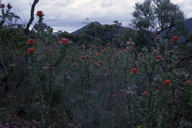 APII jpeg image of Banksia coccinea  © contact APII