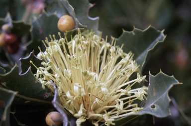 APII jpeg image of Banksia ilicifolia  © contact APII
