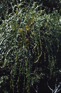APII jpeg image of Banksia prolata subsp. archeos  © contact APII