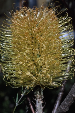 APII jpeg image of Banksia spinulosa 'Lemon Glow'  © contact APII