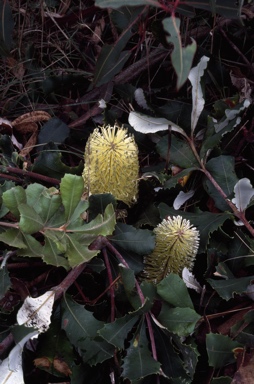 APII jpeg image of Banksia integrifolia 'Roller Coaster'  © contact APII