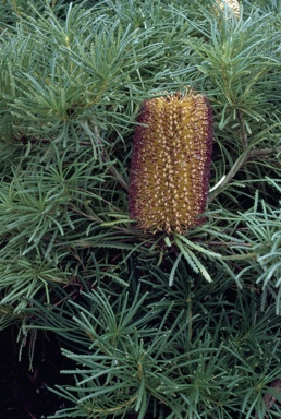 APII jpeg image of Banksia spinulosa 'A'flora Birthday Candles'  © contact APII