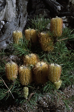 APII jpeg image of Banksia spinulosa 'A'flora Birthday Candles'  © contact APII