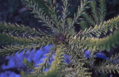 APII jpeg image of Banksia ericifolia 'Limelight'  © contact APII