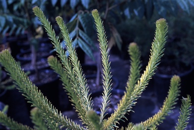 APII jpeg image of Banksia ericifolia 'Limelight'  © contact APII