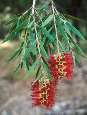 APII jpeg image of Callistemon viminalis  © contact APII
