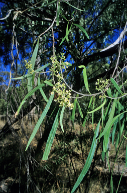 APII jpeg image of Geijera parviflora  © contact APII